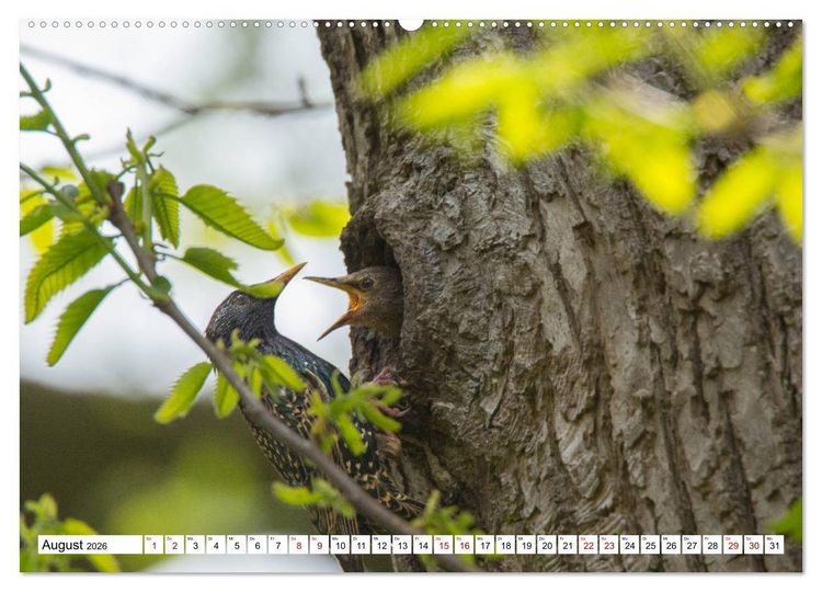 Produktbild: Sch&ouml;nheiten im Federkleid - Heimische Wildv&ouml;gel im Portrait (Wandkalender 2026 DIN A2 quer), CALVENDO Monatskalender