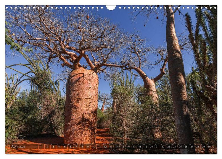 Produktbild: Zauberwald Ifaty &middot; Traumhafte Baobabs in Madagaskar (Wandkalender 2026 DIN A3 quer), CALVENDO Monatskalender