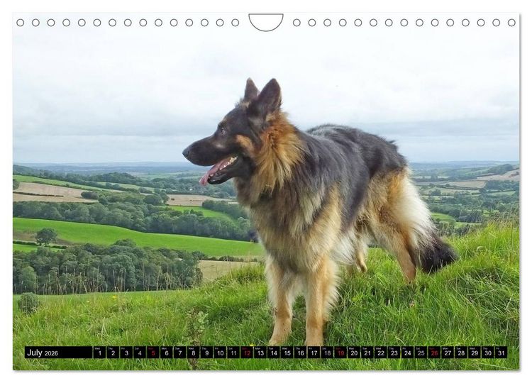 Produktbild: The German Shepherd Longcoat (Wall Calendar 2026 DIN A4 landscape), CALVENDO 12 Month Wall Calendar