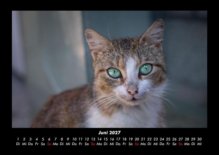 Produktbild: F&uuml;r Katzenfreunde 2027 Fotokalender DIN A3