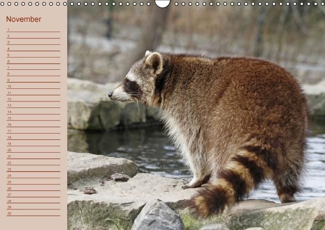 Produktbild: Waschb&auml;ren / Geburtstagskalender (Wandkalender immerw&auml;hrend DIN A3 quer)