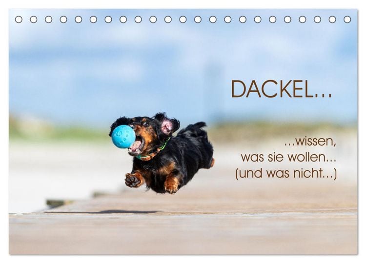Produktbild: DACKEL... wissen was sie wollen... (und was nicht...) (Tischkalender 2026 DIN A5 quer), CALVENDO Monatskalender