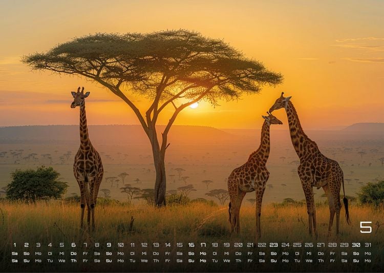 Produktbild: Afrikas Tierwelt - Der Tierkalender - 2027 - Kalender DIN A3