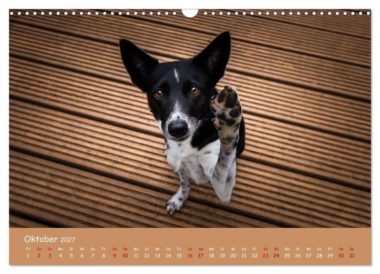 Produktbild: Border Collie Kalender &ndash; Ausdrucksstarke Close-up-Portraits durch die Jahreszeiten (Wandkalender 2027 DIN A3 quer), CALVENDO Monatskalender