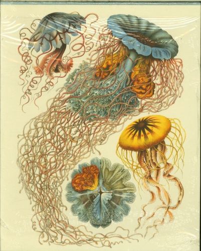 Produktbild: The Art and Science of Ernst Haeckel