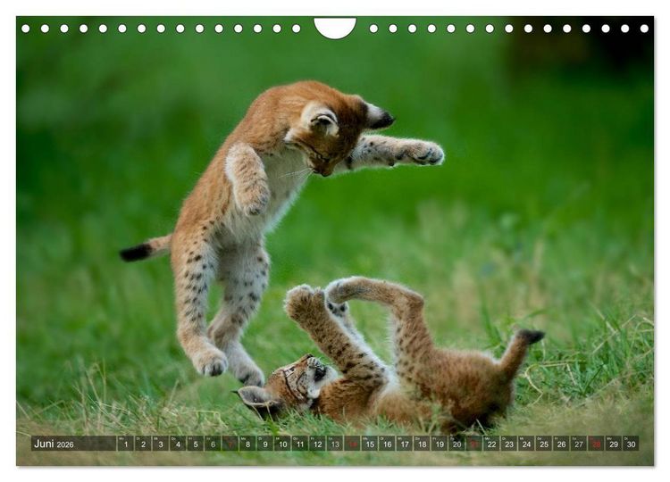 Produktbild: Der Luchs - Dem Pinselohr auf der Spur (Wandkalender 2026 DIN A4 quer), CALVENDO Monatskalender