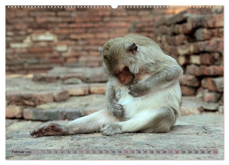 Produktbild: AFFEN AUS ASIEN Indonesien, Thailand, Indien (Wandkalender 2026 DIN A2 quer), CALVENDO Monatskalender
