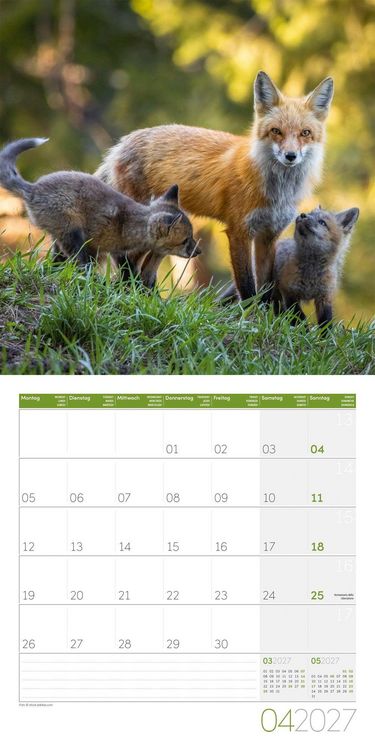 Produktbild: F&uuml;chse Kalender 2027 - 30x30 - Art12