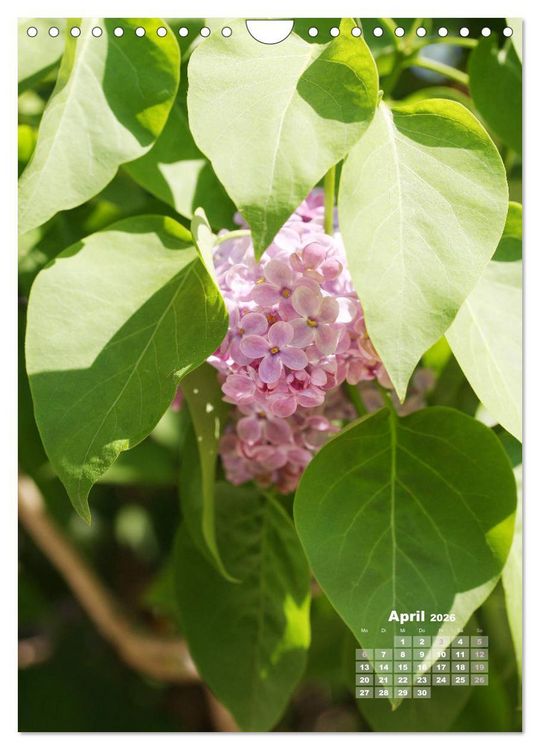 Produktbild: Fliederbl&uuml;te (Wandkalender 2026 DIN A4 hoch), CALVENDO Monatskalender