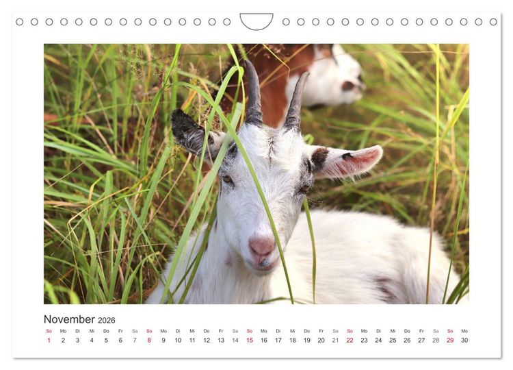 Produktbild: Wer zickt denn da? Mit Ziegen durchs Jahr (Wandkalender 2026 DIN A4 quer), CALVENDO Monatskalender