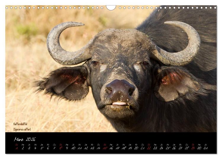 Produktbild: Faszination Afrika - wilde Tiere der Masai Mara - Kenia (Wandkalender 2026 DIN A3 quer), CALVENDO Monatskalender