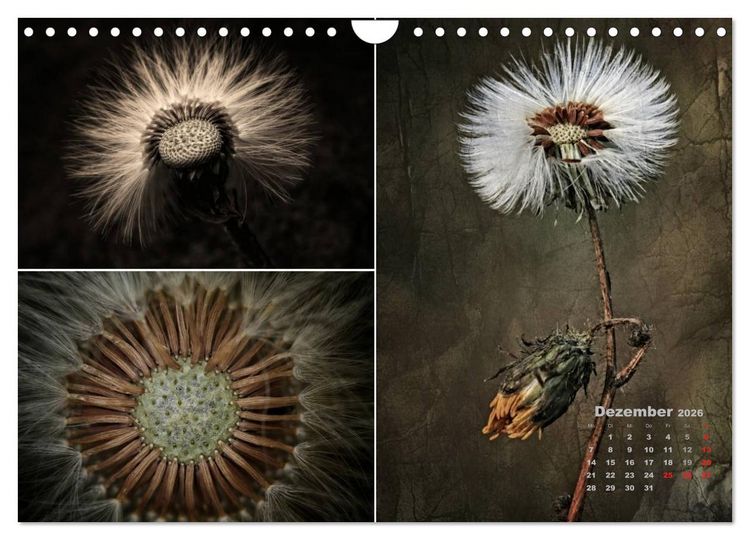 Produktbild: Blumenreise 2026 (Wandkalender 2026 DIN A4 quer), CALVENDO Monatskalender
