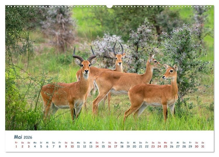 Produktbild: Fernweh Uganda - Natursch&ouml;nheit Ostafrikas (Wandkalender 2026 DIN A2 quer), CALVENDO Monatskalender