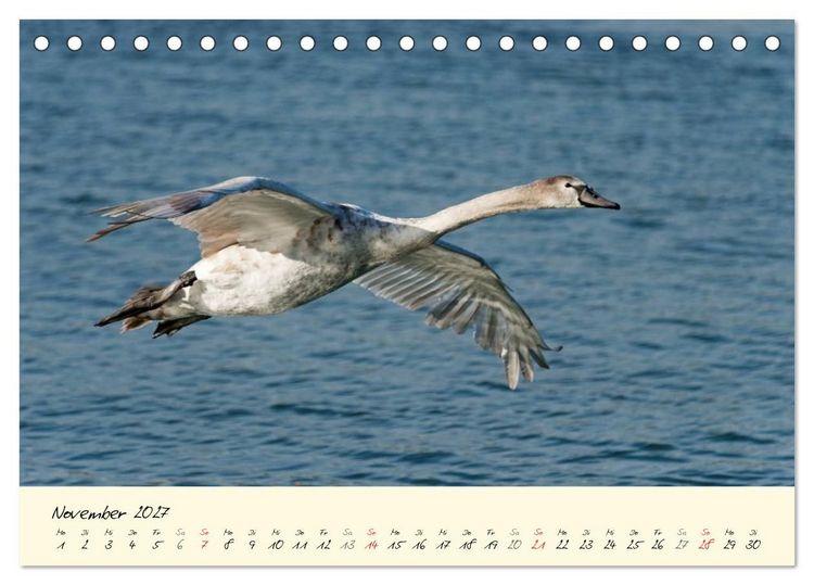 Produktbild: Vom K&uuml;ken zum stolzen Schwan (Tischkalender 2027 DIN A5 quer), CALVENDO Monatskalender