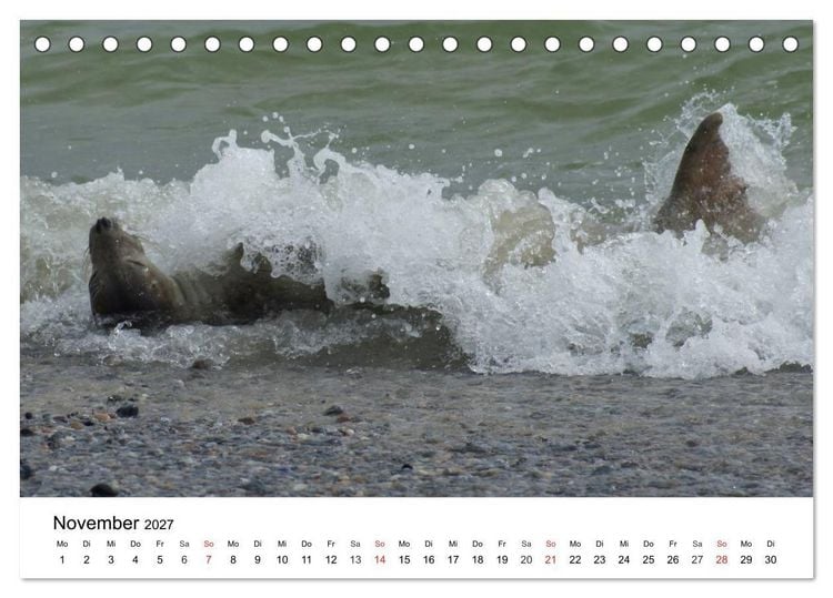 Produktbild: Das Leben der Robben (Tischkalender 2027 DIN A5 quer), CALVENDO Monatskalender