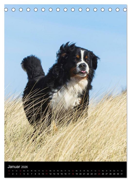 Produktbild: Berner Sennenhund 2026 (Tischkalender 2026 DIN A5 hoch), CALVENDO Monatskalender