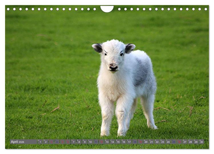 Produktbild: Der Yak (Wandkalender 2026 DIN A4 quer), CALVENDO Monatskalender