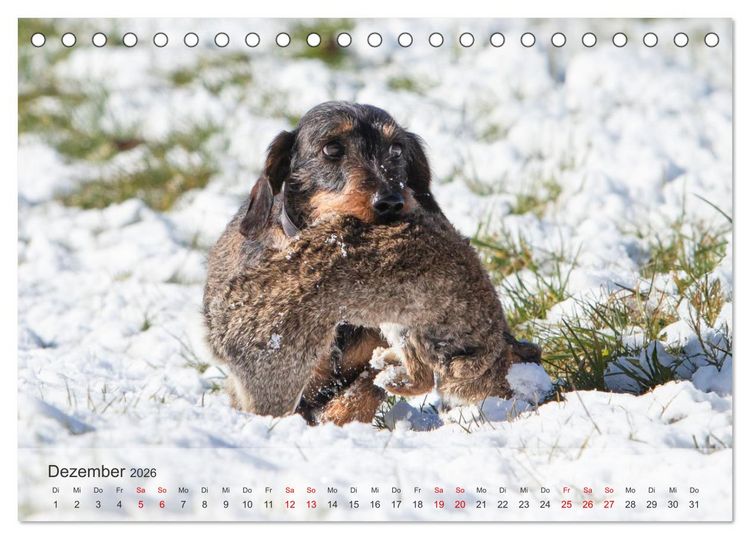Produktbild: Treue Jagdgef&auml;hrten - Kleine Jagdhunde im Einsatz (Tischkalender 2026 DIN A5 quer), CALVENDO Monatskalender