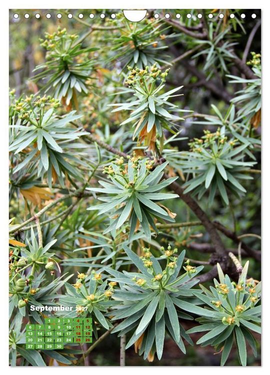 Produktbild: Madeiras Flora. Wundersame Wildblumen und exotische Geh&ouml;lze (Wandkalender 2027 DIN A4 hoch), CALVENDO Monatskalender