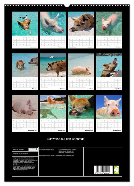 Produktbild: Schweine auf den Bahamas! (hochwertiger Premium Wandkalender 2026 DIN A2 hoch), Kunstdruck in Hochglanz