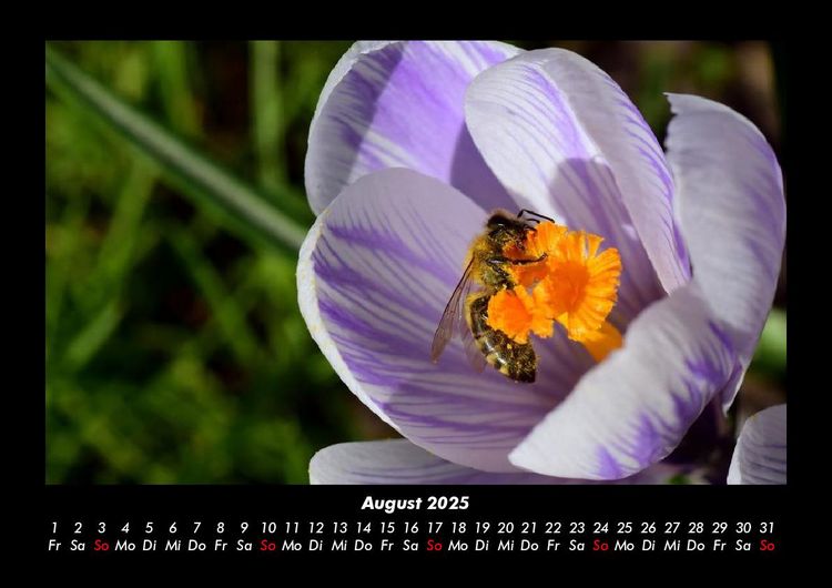 Produktbild: Bienen 2025 Fotokalender DIN A3