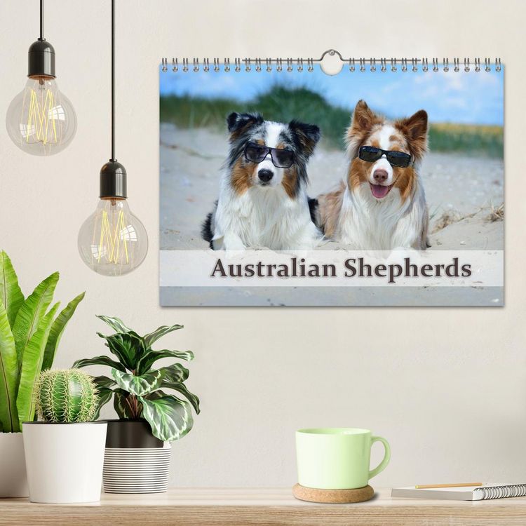 Produktbild: Wunderbare Australian Shepherds (Wandkalender 2026 DIN A4 quer), CALVENDO Monatskalender