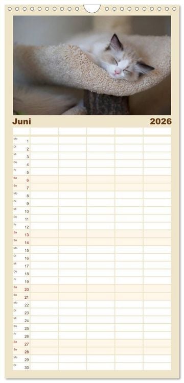 Produktbild: Familienplaner 2026 - Zauberhafte Ragdolls mit 5 Spalten (Wandkalender, 21 x 45 cm) CALVENDO
