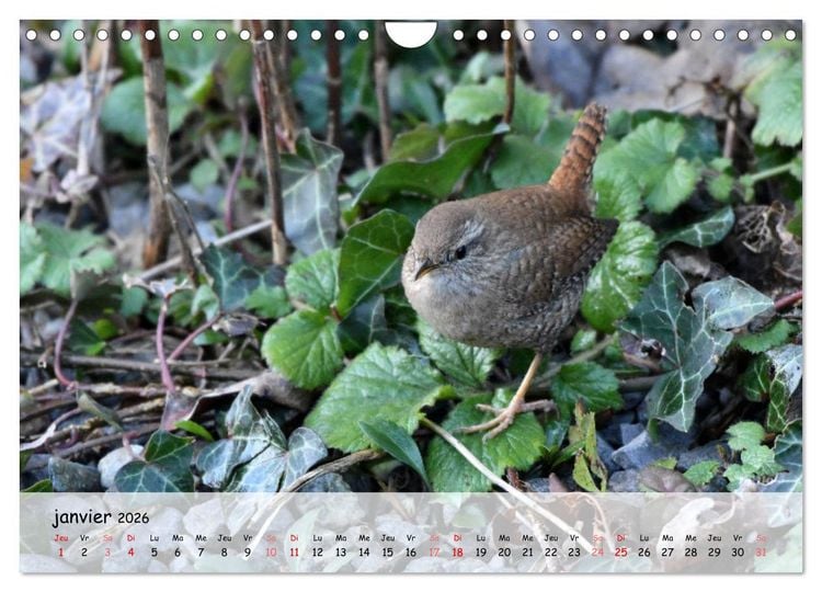 Produktbild: OISEAUX des Jardins et For&ecirc;ts (Calendrier mural 2026 DIN A4 vertical), CALVENDO calendrier mensuel