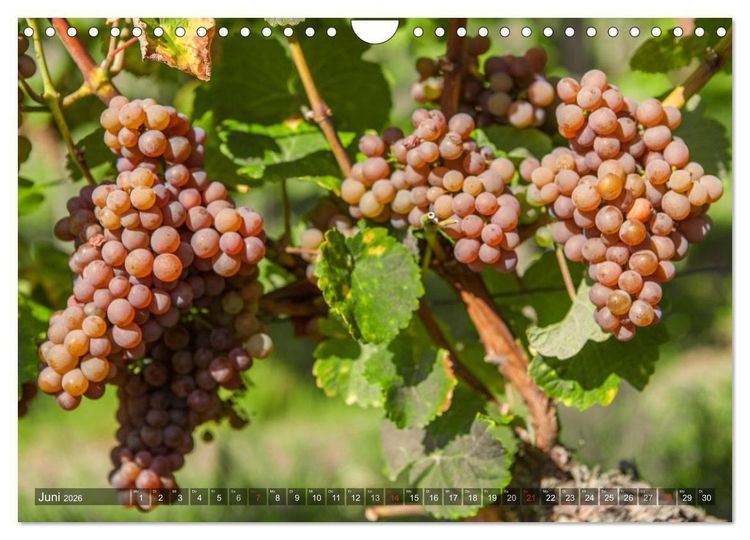 Produktbild: Weinlagen in Franken (Wandkalender 2026 DIN A4 quer), CALVENDO Monatskalender