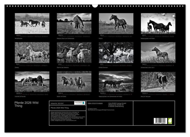 Produktbild: Pferde 2026 Wild Thing (Wandkalender 2026 DIN A2 quer), CALVENDO Monatskalender