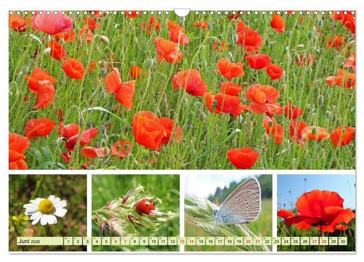 Produktbild: Bl&uuml;tenmeer am Wegesrand (Wandkalender 2026 DIN A3 quer), CALVENDO Monatskalender