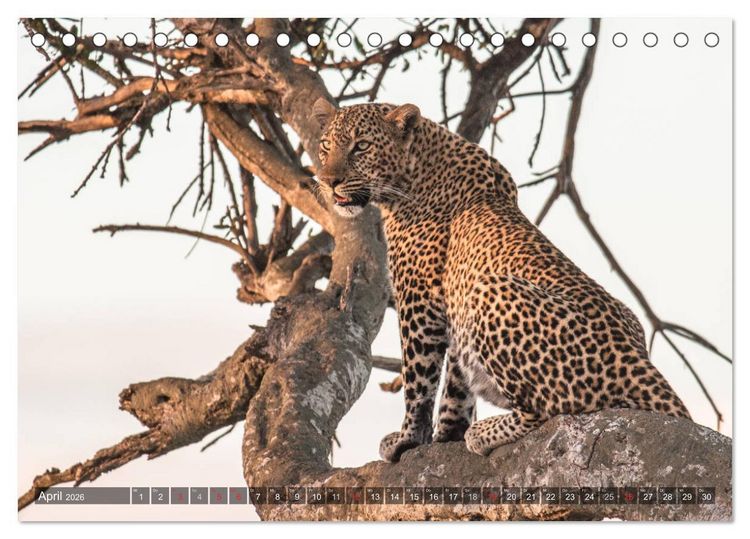 Produktbild: Leoparden - Geheimnisvolle J&auml;ger (Tischkalender 2026 DIN A5 quer), CALVENDO Monatskalender
