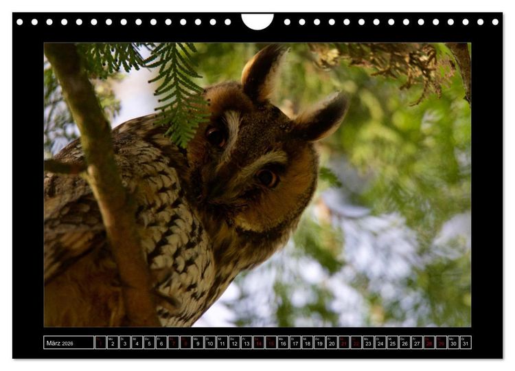 Produktbild: Niederrheinische Vogelwelt (Wandkalender 2026 DIN A4 quer), CALVENDO Monatskalender