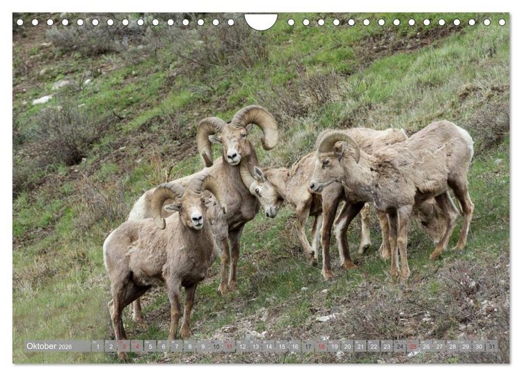 Produktbild: B&auml;r, Wolf und Co - Tiere Nordamerikas (Wandkalender 2026 DIN A4 quer), CALVENDO Monatskalender