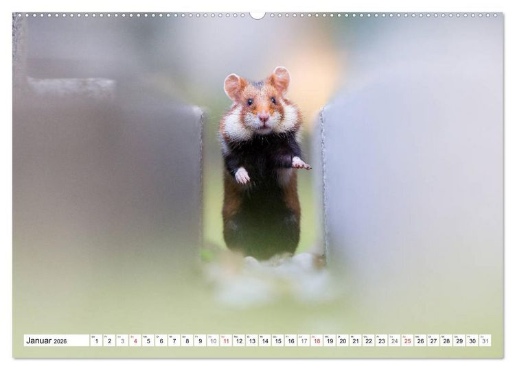 Produktbild: Herzige Feldhamster - farbenfrohe Nagetiere im st&auml;dtischen Lebensraum (hochwertiger Premium Wandkalender 2026 DIN A2 quer), Kunstdruck in Hochglanz