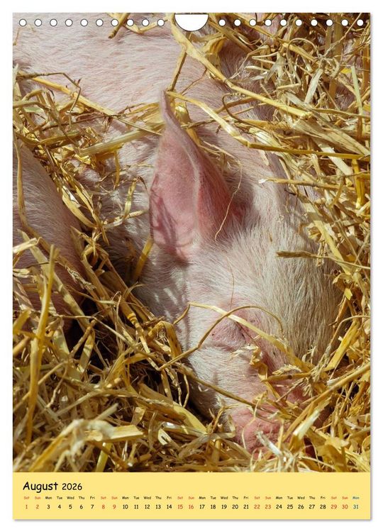 Produktbild: Just Pigs (Wall Calendar 2026 DIN A4 portrait), CALVENDO 12 Month Wall Calendar