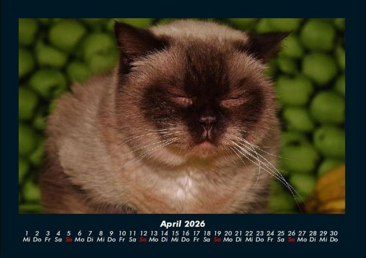 Produktbild: F&uuml;r Katzenfreunde 2026 Fotokalender DIN A4