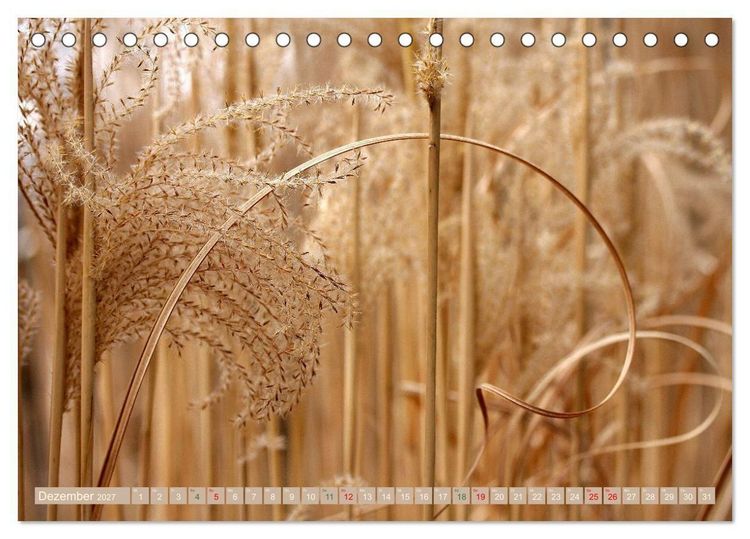 Produktbild: Faszinierende Pflanzenwelt (Tischkalender 2027 DIN A5 quer), CALVENDO Monatskalender