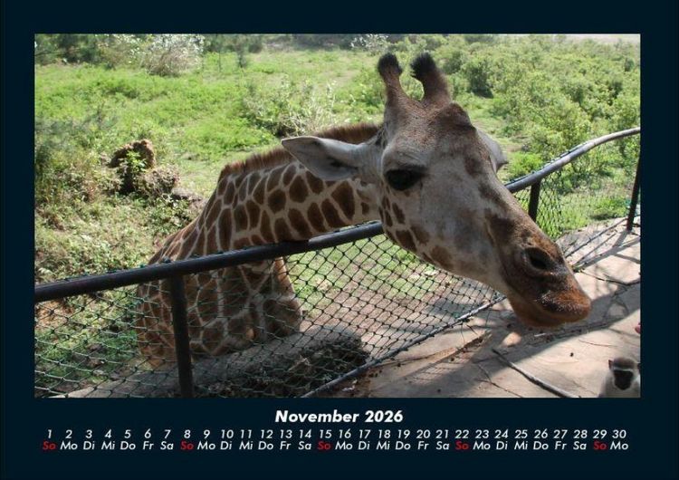 Produktbild: Giraffen 2026 Fotokalender DIN A4