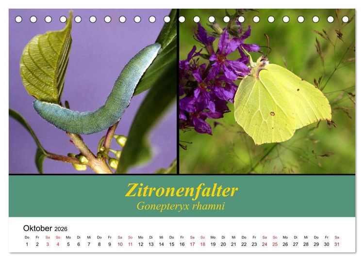 Produktbild: Zwei Leben, Raupe und Schmetterling (Tischkalender 2026 DIN A5 quer), CALVENDO Monatskalender