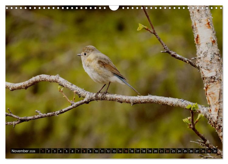 Produktbild: Die grandiose Tierwelt von Finnland (Wandkalender 2026 DIN A3 quer), CALVENDO Monatskalender