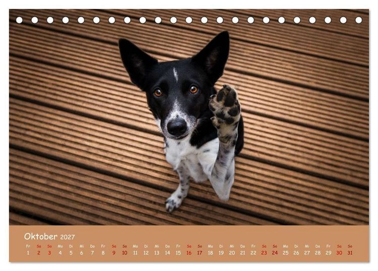 Produktbild: Border Collie Kalender &ndash; Ausdrucksstarke Close-up-Portraits durch die Jahreszeiten (Tischkalender 2027 DIN A5 quer), CALVENDO Monatskalender