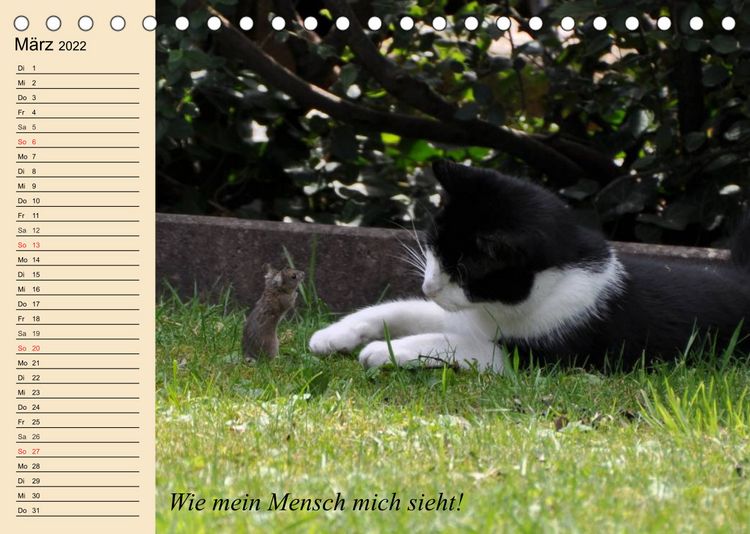 Produktbild: Unsere Katzen. Wie sie wirklich sind! (Tischkalender 2022 DIN A5 quer)