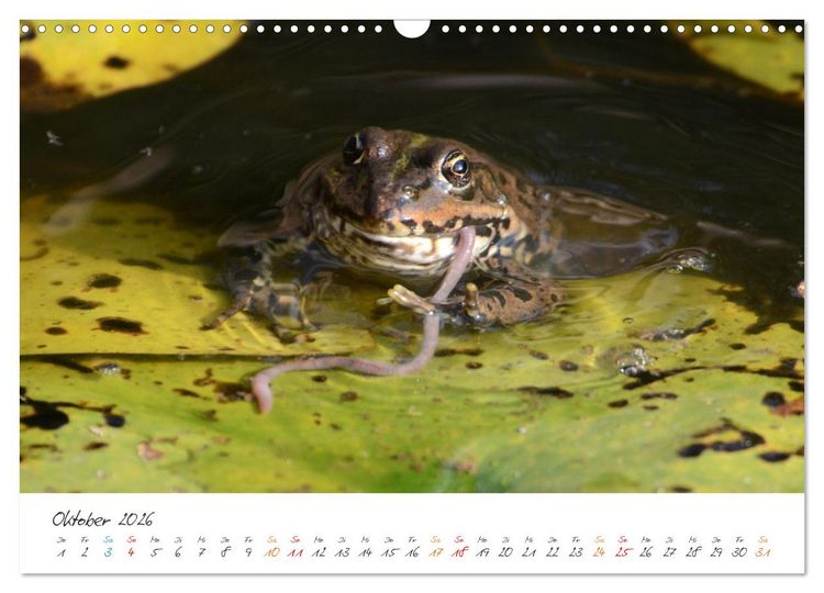 Produktbild: Frosch Karl, Hans und Max im Einklang der Natur (Wandkalender 2026 DIN A3 quer), CALVENDO Monatskalender