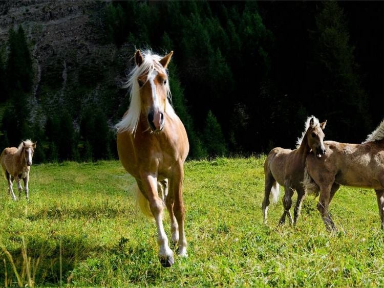 Produktbild: CALVENDO Puzzle Haflinger auf der Weide | 1000 Teile Lege-Gr&ouml;&szlig;e 64x48cm Foto-Puzzle f&uuml;r gl&uuml;ckliche Stunden