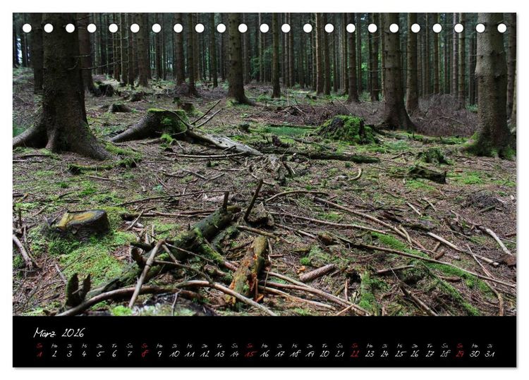 Produktbild: Wald (Tischkalender 2026 DIN A5 quer), CALVENDO Monatskalender