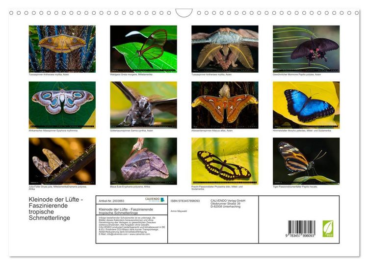 Produktbild: Kleinode der L&uuml;fte - Faszinierende tropische Schmetterlinge (Wandkalender 2026 DIN A3 quer), CALVENDO Monatskalender