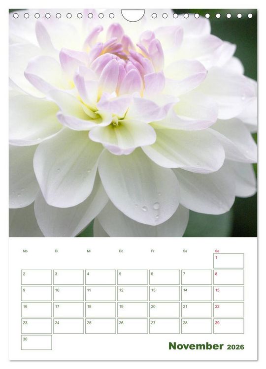 Produktbild: Wei&szlig;e Bl&uuml;ten im Gr&uuml;nen (Wandkalender 2026 DIN A4 hoch), CALVENDO Monatskalender