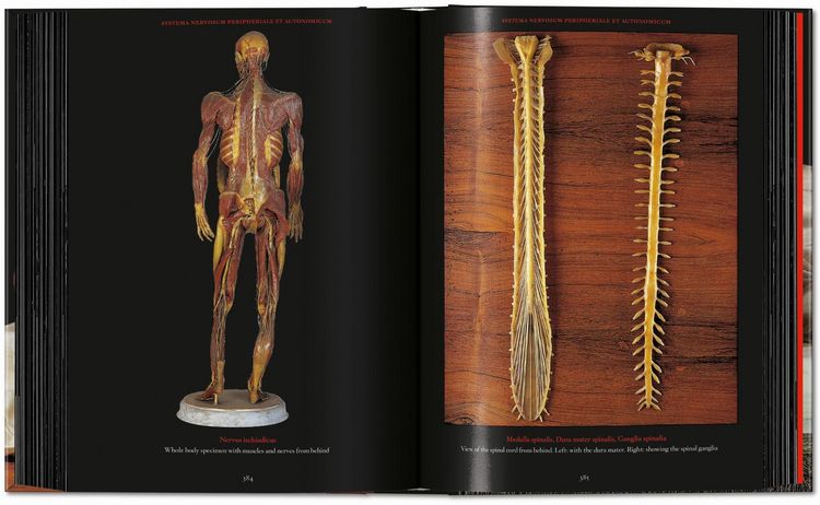 Produktbild: Anatomical Waxes. 45th Ed.
