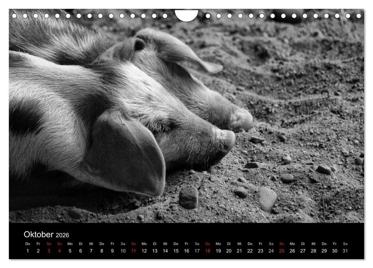 Produktbild: Das Leben der Schweine (Wandkalender 2026 DIN A4 quer), CALVENDO Monatskalender